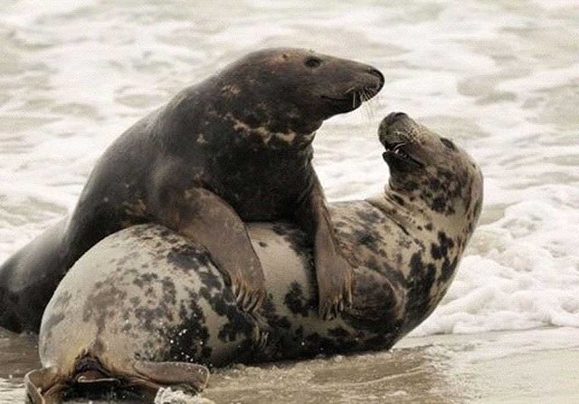 Boni seal chiết xuất từ tinh hoàn Hải Cẩu đực