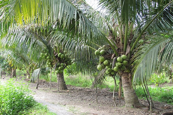 Cây dừa nguyên liệu làm dầu dừa