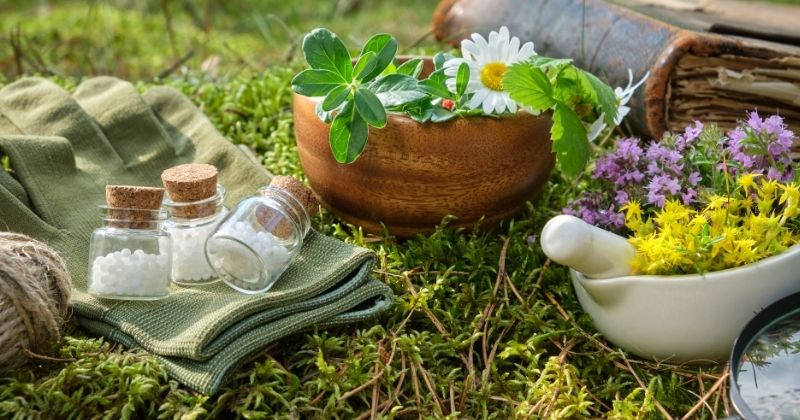 Cách Chữa Bệnh Trĩ Tại Nhà Bằng Các Thảo Dược Tự Nhiên