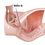 điểm g là gì và chúng nằm ở đâu