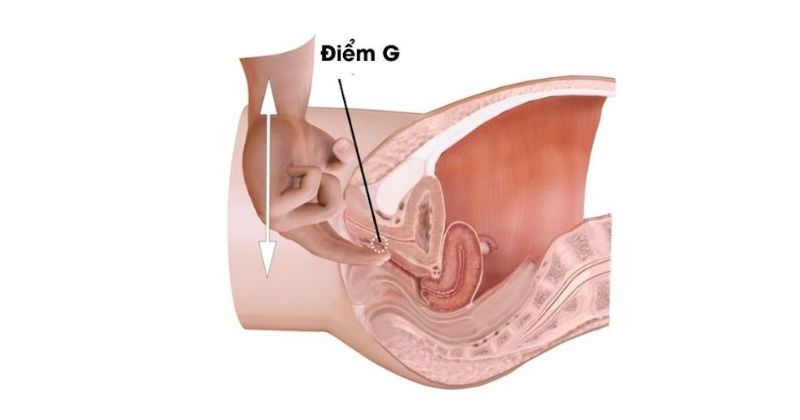 điểm g là gì và chúng nằm ở đâu