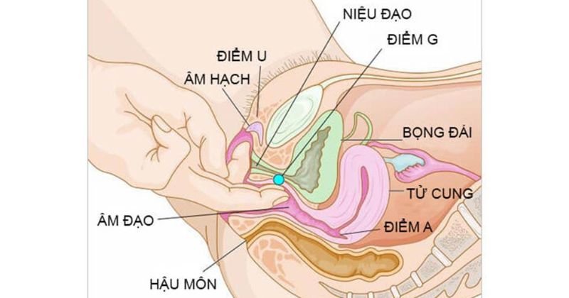 điểm g và điểm c